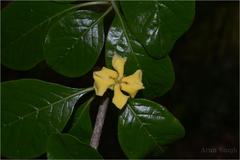 Gardenia turgida